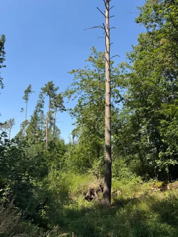 Prodej lesa, Bolehošť, 3558 m2