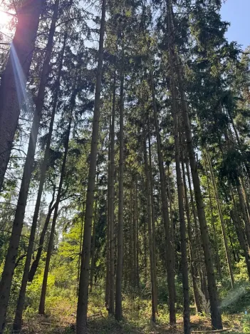 Prodej lesa, Bolehošť, 3558 m2