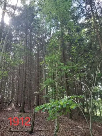 Prodej lesa, Vyskytná, 12390 m2