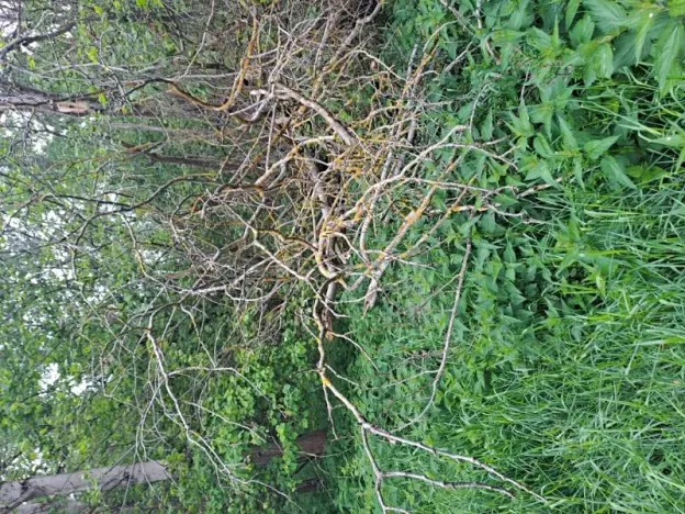 Prodej podílu lesa, Nový Rychnov, 6035 m2