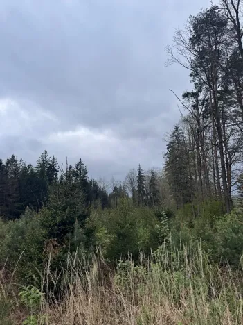 Prodej podílu lesa, Čížkov, 1076 m2