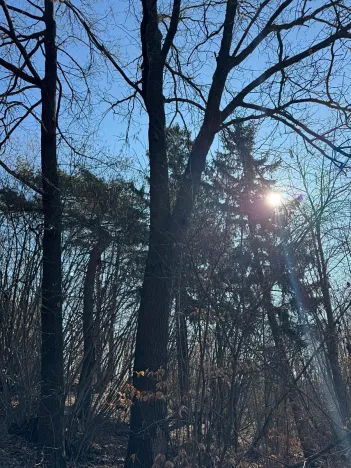 Prodej lesa, Mrákotín, 2434 m2