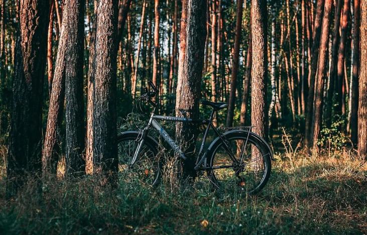 Prodej lesa, Chyňava, 3078 m2