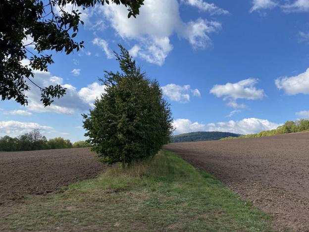 Prodej lesa, Lánov - Horní Lánov, 15278 m2