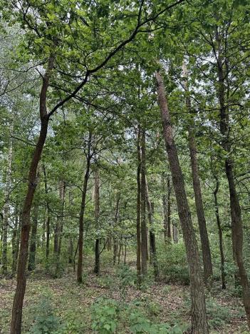 Prodej podílu lesa, Břehy, 2081 m2