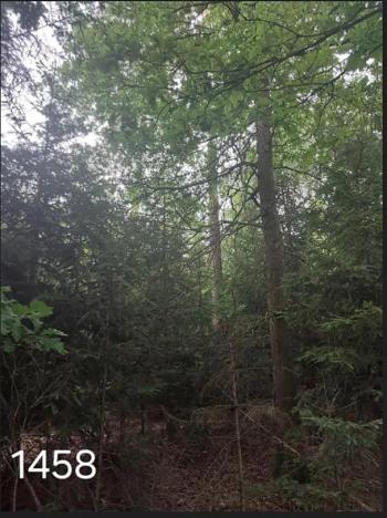 Prodej lesa, Mnich, 3111 m2