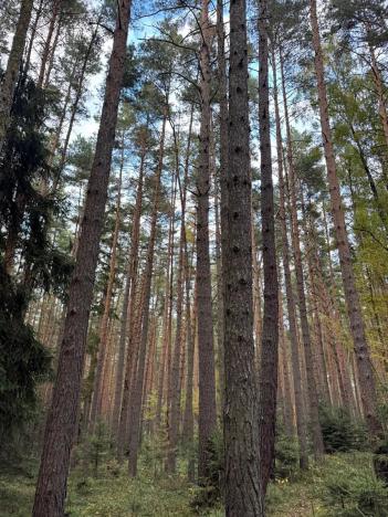 Prodej lesa, Čermná, 9742 m2