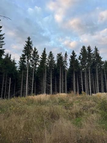 Prodej lesa, Čermná, 9742 m2