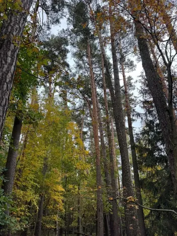 Prodej podílu lesa, Blížejov, 1818 m2