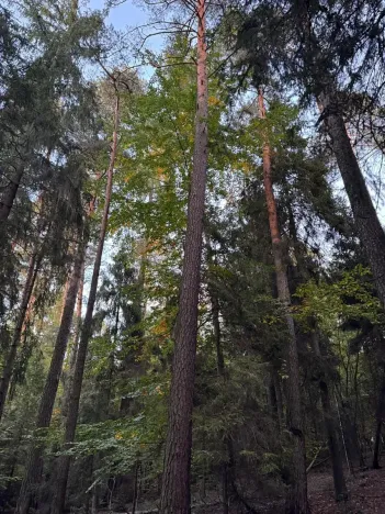 Prodej lesa, Velká Polom, 1538 m2