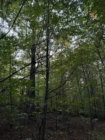 Prodej lesa, Velká Polom, 1538 m2