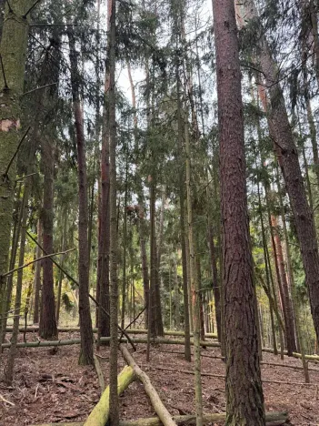 Prodej lesa, Chrášťany, 11900 m2