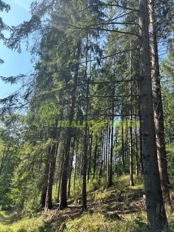 Prodej lesa, Nýdek, 16920 m2