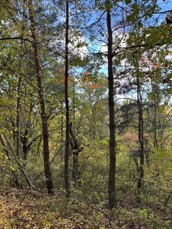 Prodej lesa, Ročov, 4272 m2