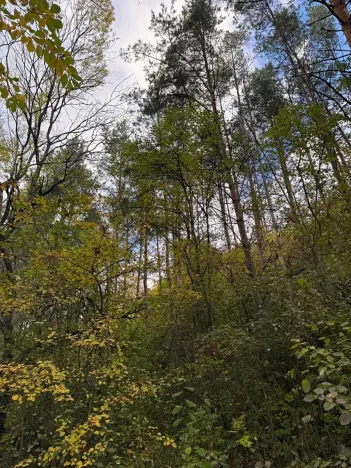 Prodej lesa, Ročov, 4272 m2