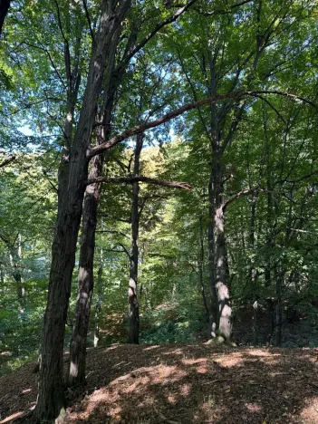 Prodej lesa, Ostrava, 8938 m2