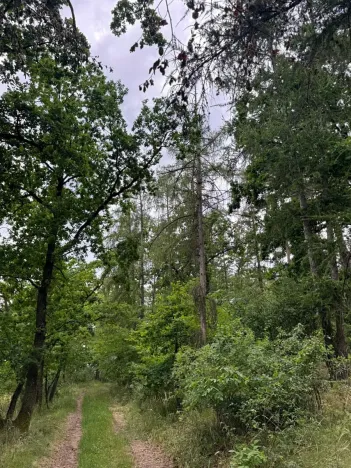 Prodej lesa, Bavorov, 10907 m2