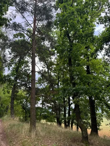 Prodej lesa, Bavorov, 10907 m2