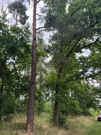 Prodej lesa, Bavorov, 10907 m2