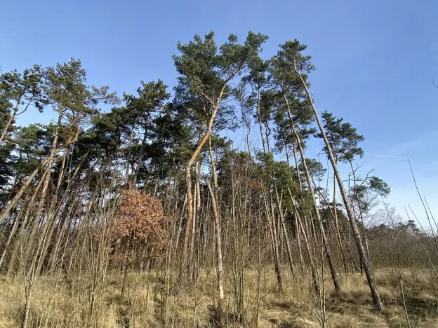 Prodej lesa, Kostelní Lhota, 9438 m2