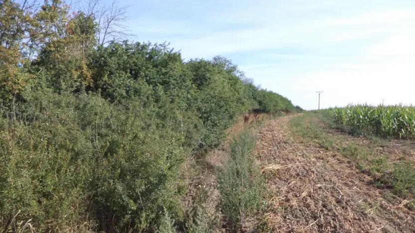 Prodej pozemku, Žihle, 6167 m2