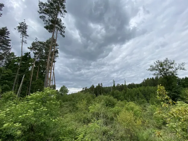 Prodej lesa, Blížejov - Lštění, 4481 m2