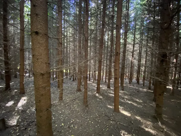 Prodej lesa, Lánov - Horní Lánov, 15278 m2