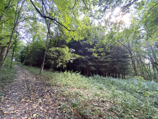 Prodej lesa, Lánov - Horní Lánov, 15278 m2