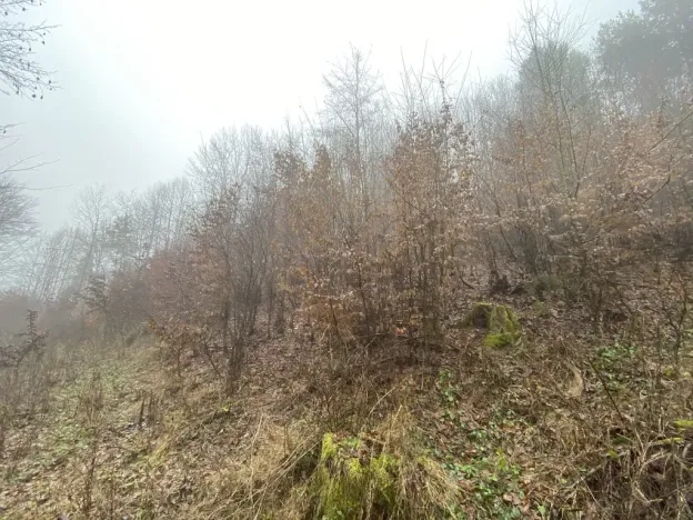 Prodej lesa, Jedlí, 1198 m2