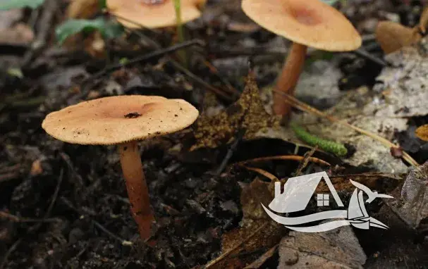 Prodej bytu 1+kk, Bansko, Bulharsko, 29 m2