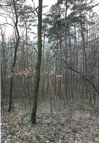 Prodej lesa, Tetčice, 1613 m2