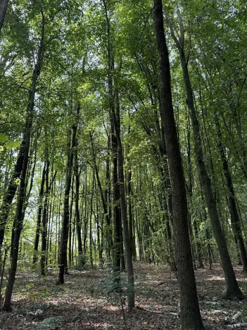 Prodej podílu lesa, Pardubice, 9649 m2