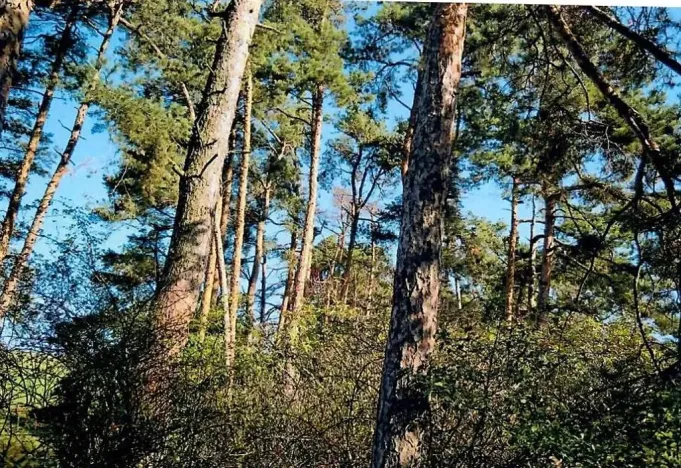 Prodej lesa, Dolní Vilémovice, 1995 m2