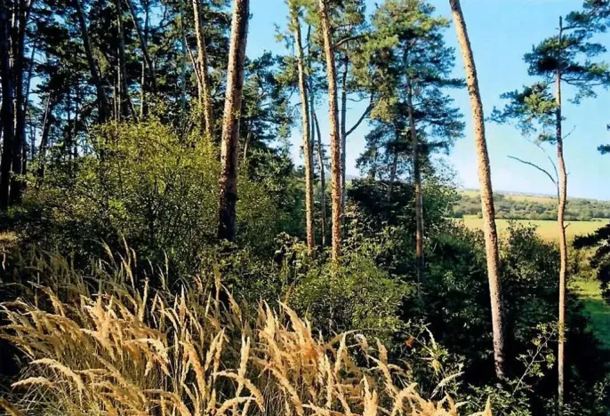 Prodej lesa, Dolní Vilémovice, 6622 m2