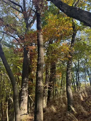 Prodej lesa, Jeníkovice, 12606 m2