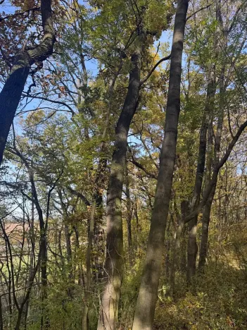 Prodej lesa, Jeníkovice, 12606 m2