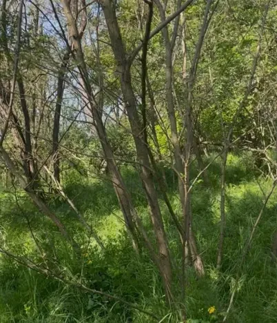 Prodej lesa, Dobré Pole, 4208 m2