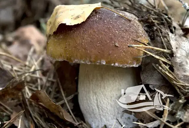 Prodej atypického bytu, Bansko, Bulharsko, 123 m2