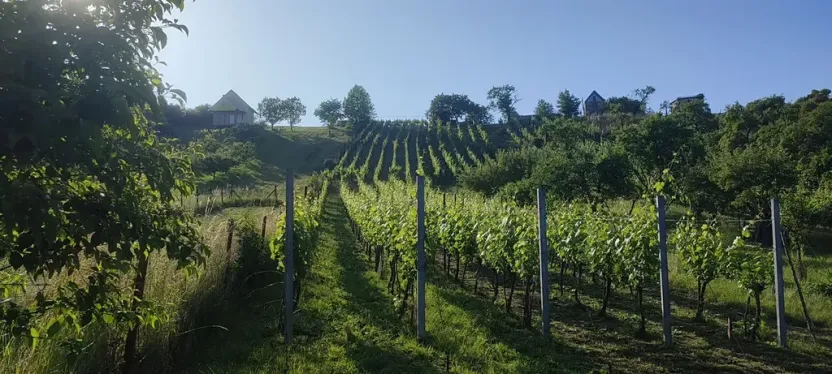 Prodej sadu/vinice, Blučina, 2677 m2
