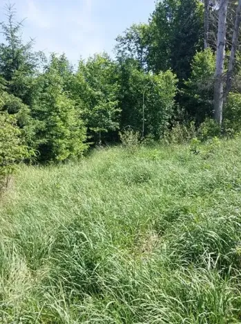 Prodej lesa, Žirovnice, 7361 m2