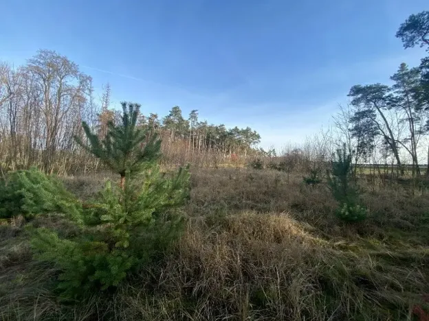 Dražba lesa, Kostelní Lhota, 9438 m2