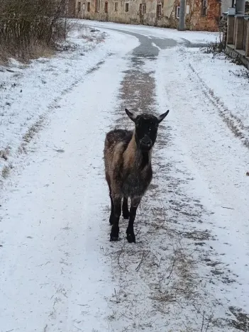 Prodej rodinného domu, Všeruby, 147 m2