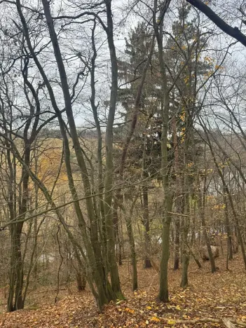 Prodej lesa, Otinoves, 1464 m2