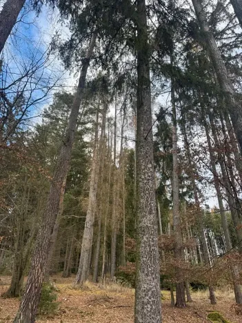 Prodej lesa, Petrovice II, 11117 m2