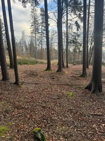 Prodej lesa, Petrovice II, 11117 m2