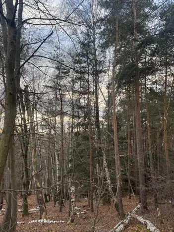 Prodej lesa, Petrovice II, 11117 m2