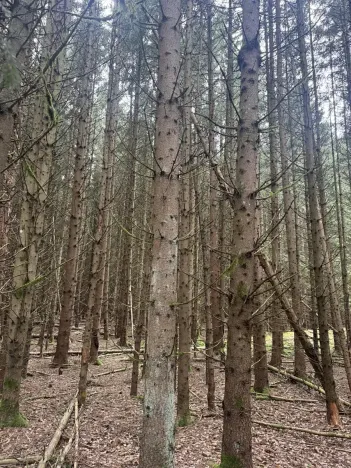 Prodej lesa, Dvory nad Lužnicí, 3483 m2