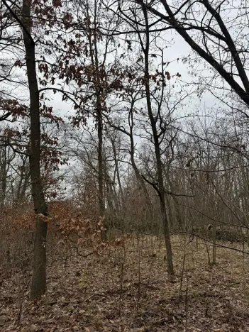 Prodej podílu lesa, Lesonice, 6189 m2