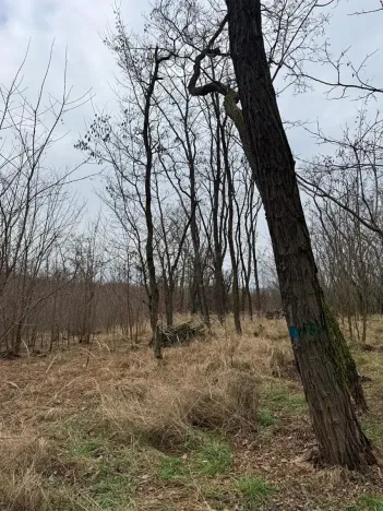 Prodej podílu lesa, Lesonice, 6189 m2