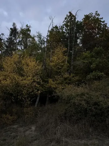 Prodej lesa, Nezdice, 4671 m2